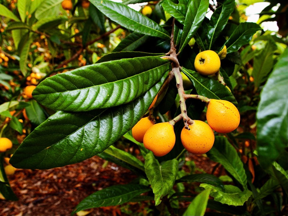 NÍSPERO. LA FRUTA JAPONESA DE LA COSTA TROPICAL.