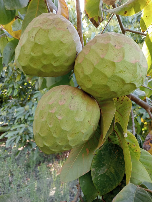 ¿Cómo se produce la chirimoya? Proceso de polinización manual