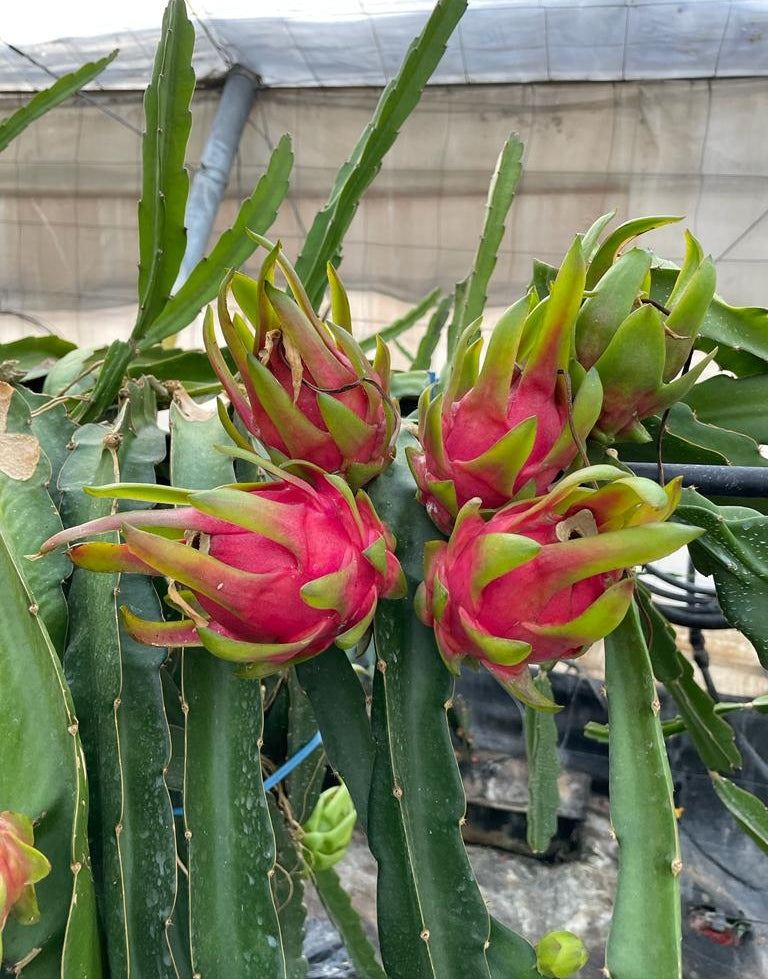 Pitahaya "La fruta del dragón"