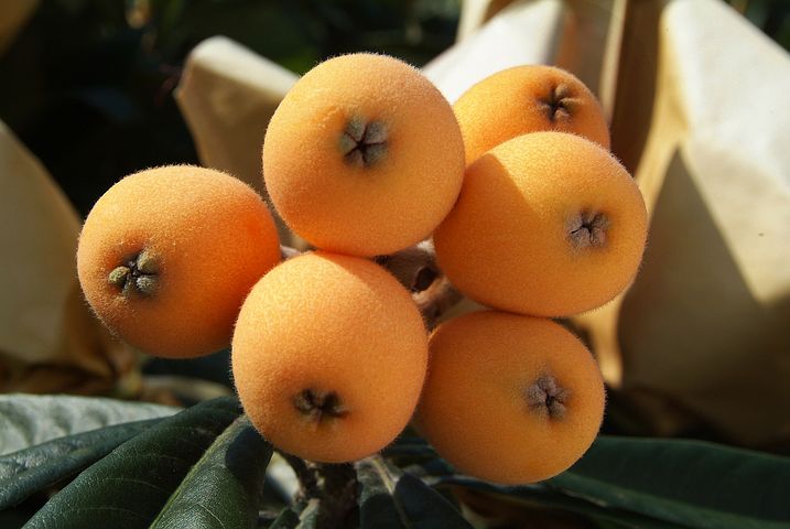 Níspero Premium (2,5 Kg)
