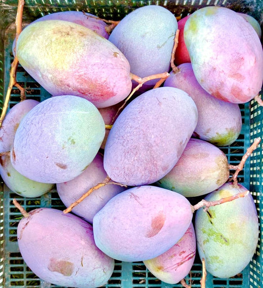 El mango y sus más de 20 variedades