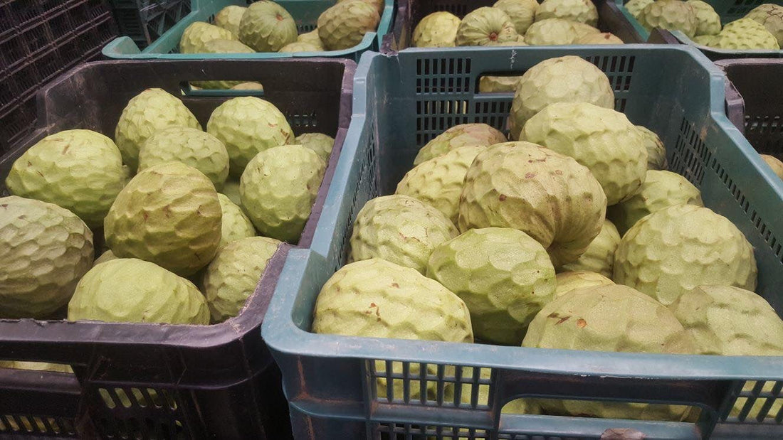 ¡Secretos de la chirimoya que te van a sorprender!